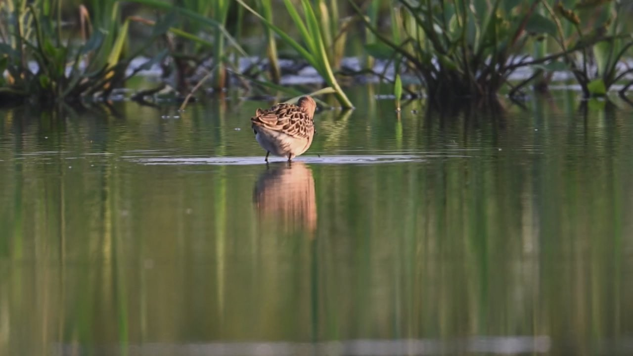 Веретенники, фифи и турухтаны. Godwits, Wood sandpipers and Ruffs. Фотограф Сергей Пупонин