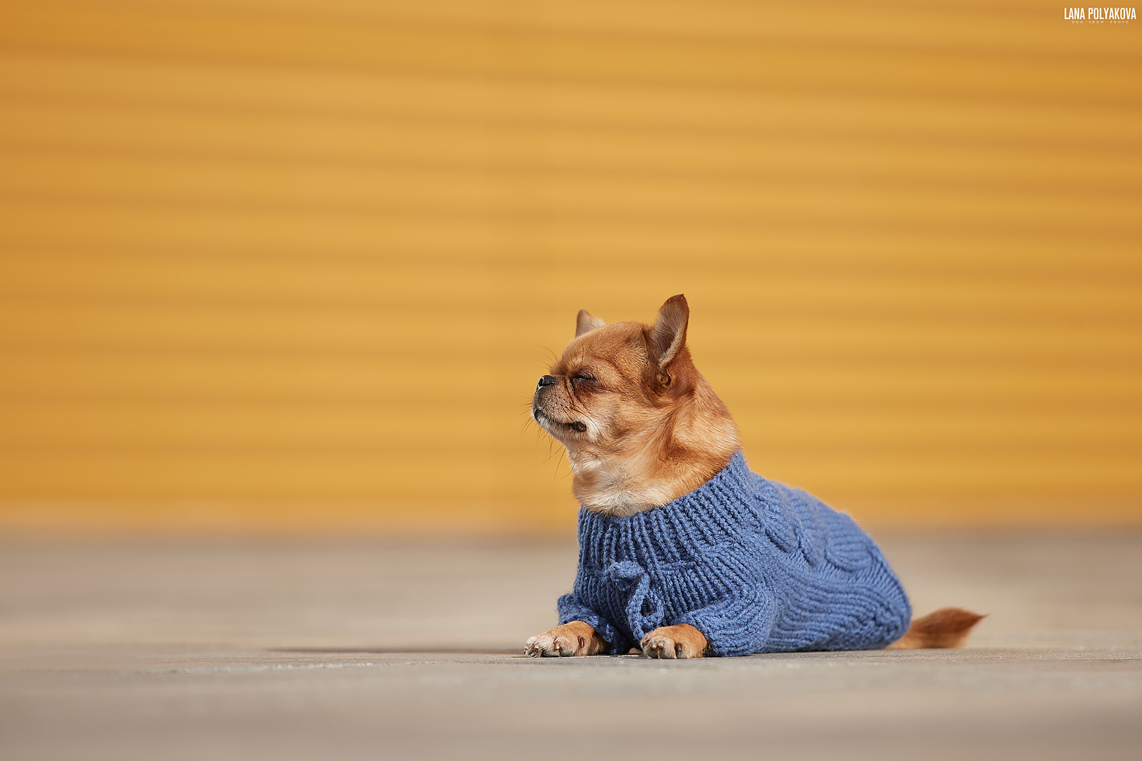 Когда все складывается. ФОТОГРАФ-АНИМАЛИСТ l LANA POLYAKOVA