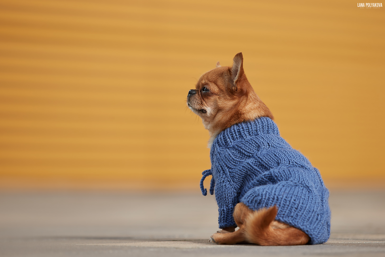 Когда все складывается. ФОТОГРАФ-АНИМАЛИСТ l LANA POLYAKOVA