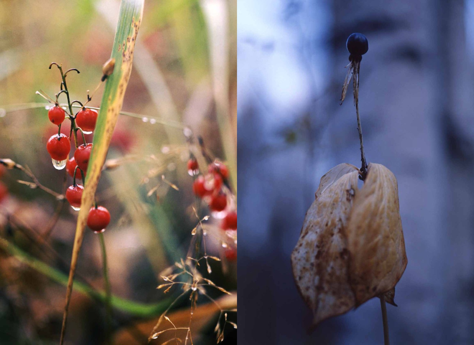 Коллекционные альбомы. ВАДИМ ГИППЕНРЕЙТЕР — ВЕЛИКИЙ ФОТОГРАФ ЗЕМЛИ РУССКОЙ