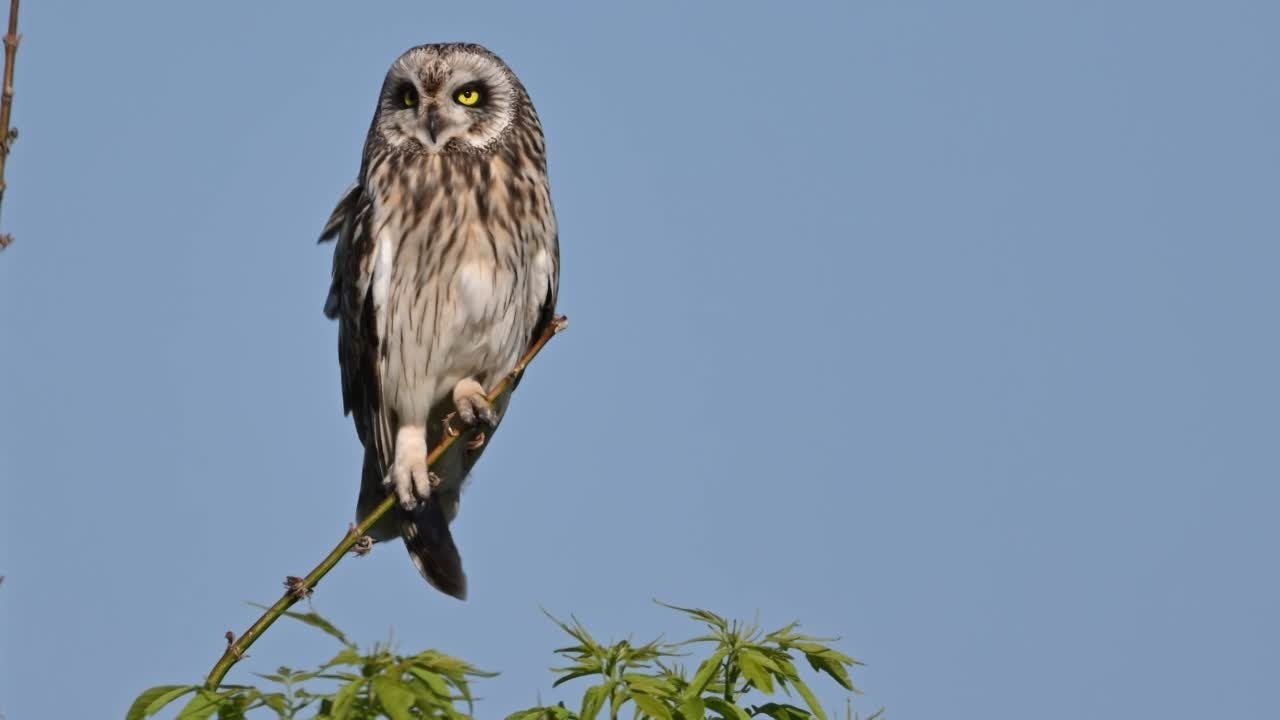 Охота сов и разбой средь бела дня!. Wildlife photography by Sergey Puponin