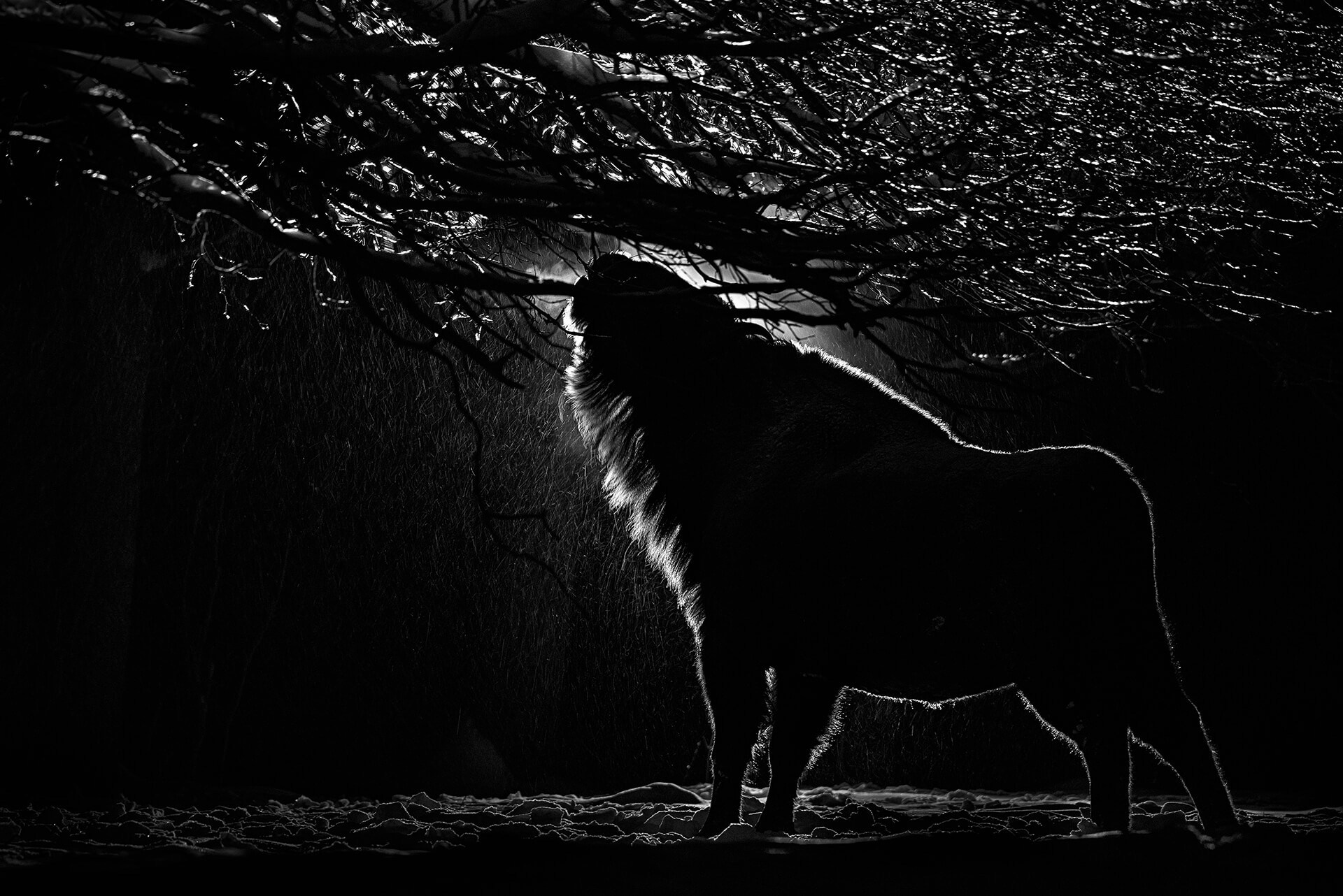 Фотограф животных и портретный фотограф в Москве Игорь Зубков