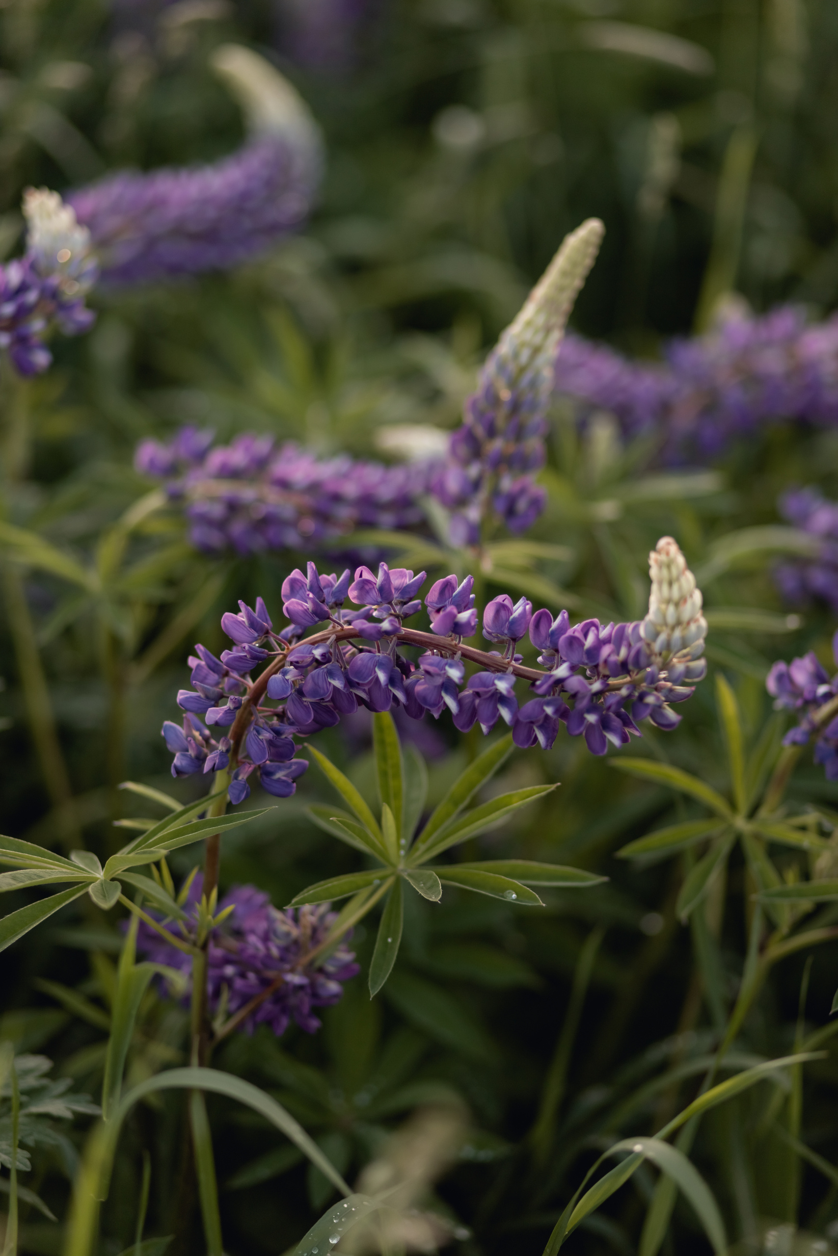 Истории. Катерина Растокина фотограф в Санкт-Петербурге