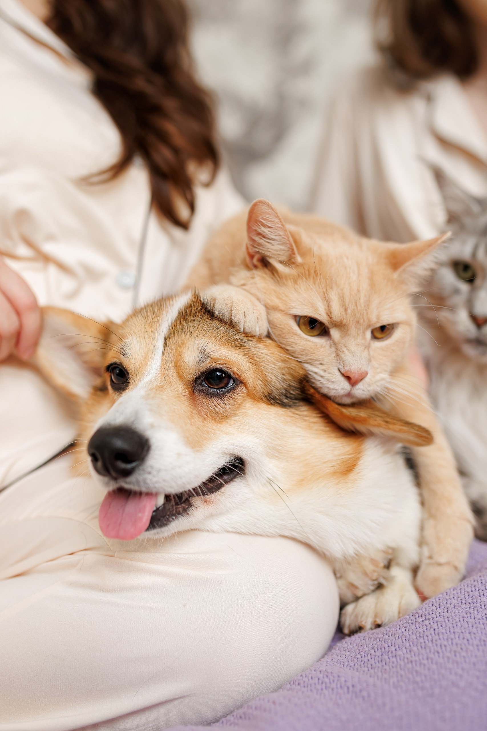 День рождения корги 🐕. Семейный и детский фотограф Комина Елена, Власиха, Одинцово