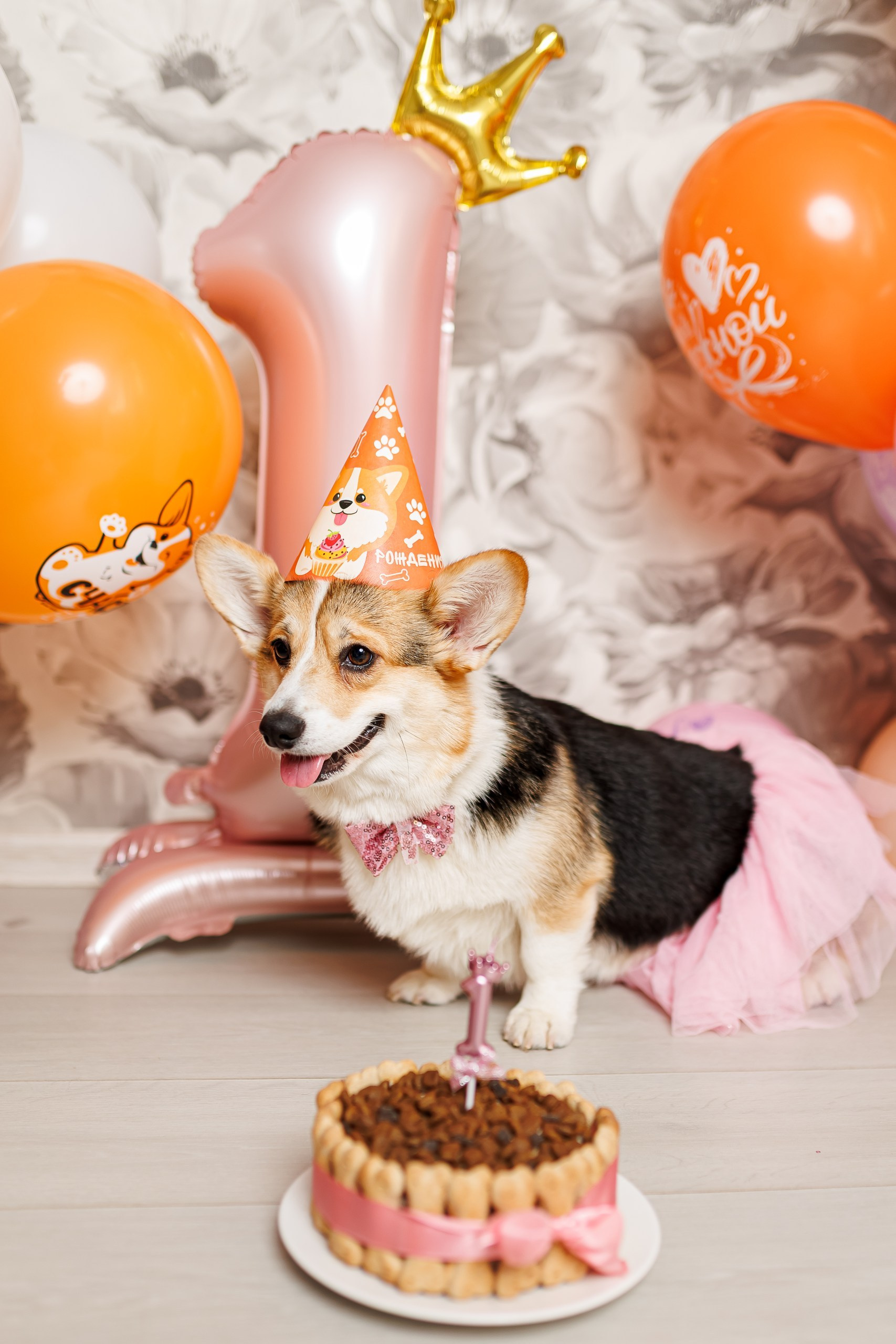 День рождения корги 🐕. Семейный и детский фотограф Комина Елена, Власиха, Одинцово