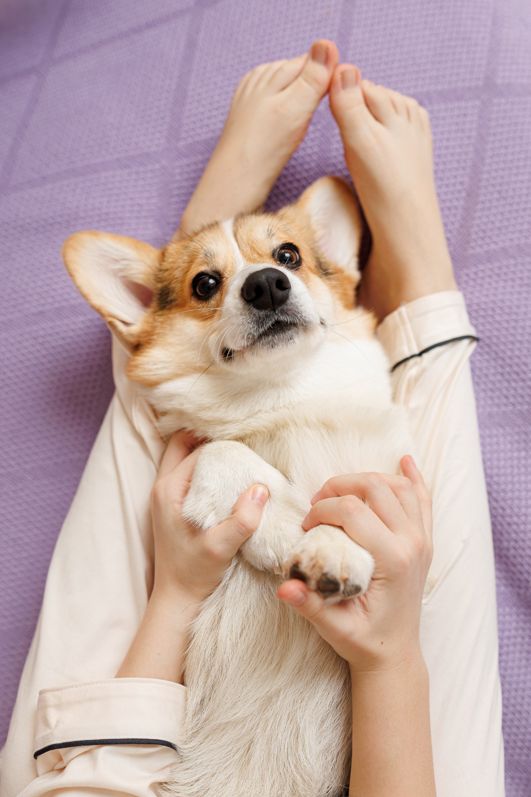 День рождения корги 🐕. Семейный и детский фотограф Комина Елена, Власиха, Одинцово