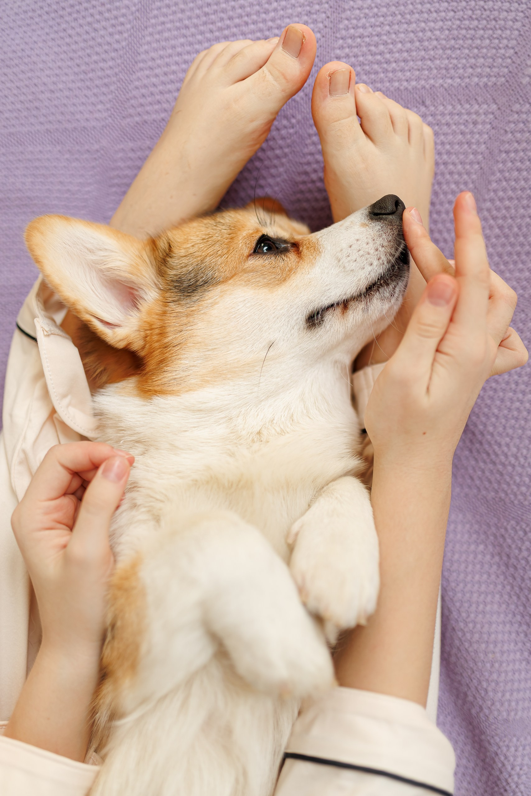 День рождения корги 🐕. Семейный и детский фотограф Комина Елена, Власиха, Одинцово