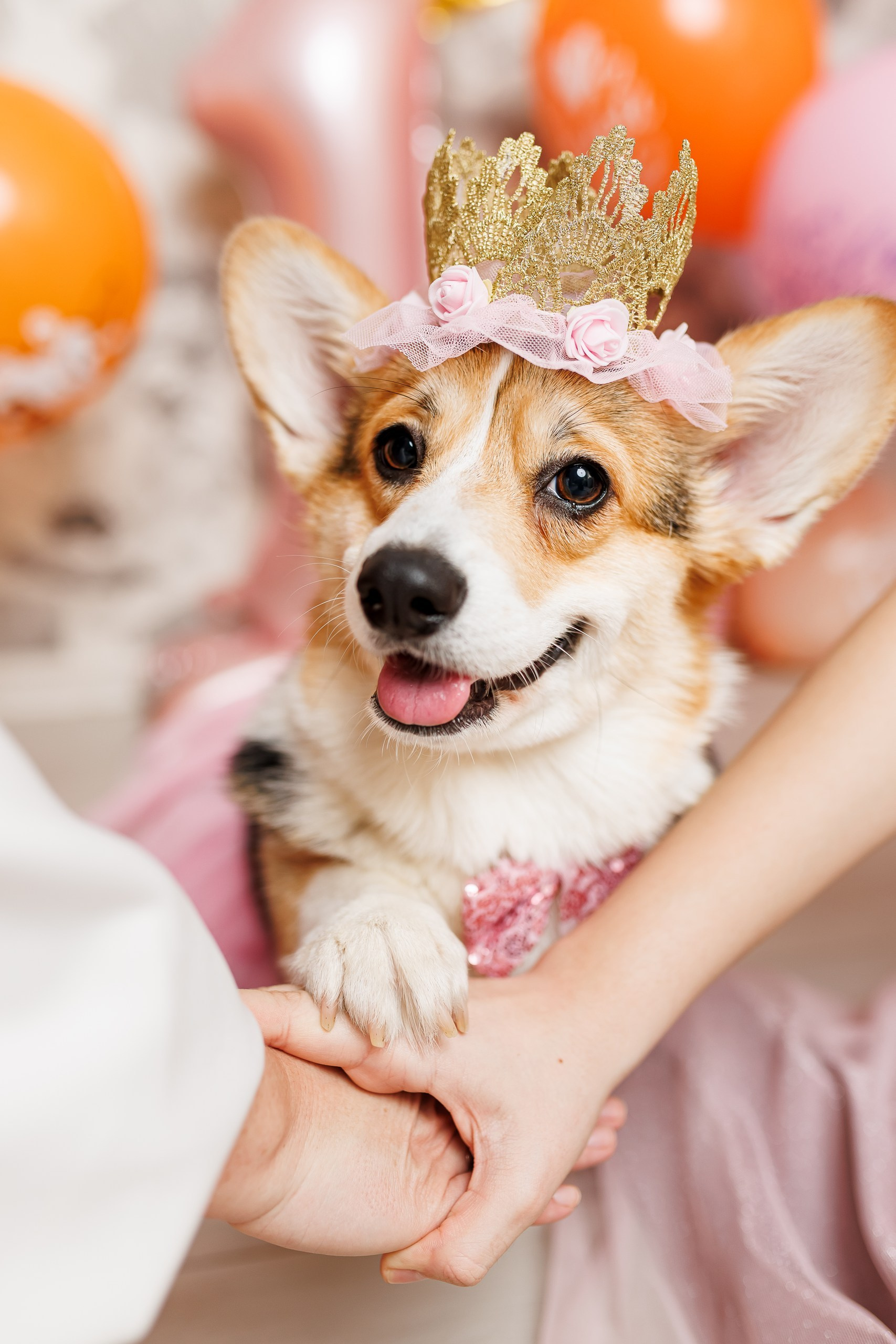 День рождения корги 🐕. Семейный и детский фотограф Комина Елена, Власиха, Одинцово