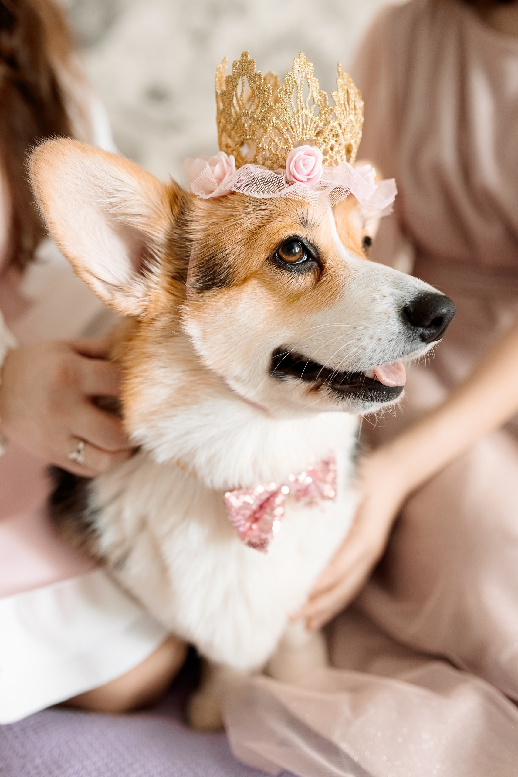 День рождения корги 🐕. Семейный и детский фотограф Комина Елена, Власиха, Одинцово