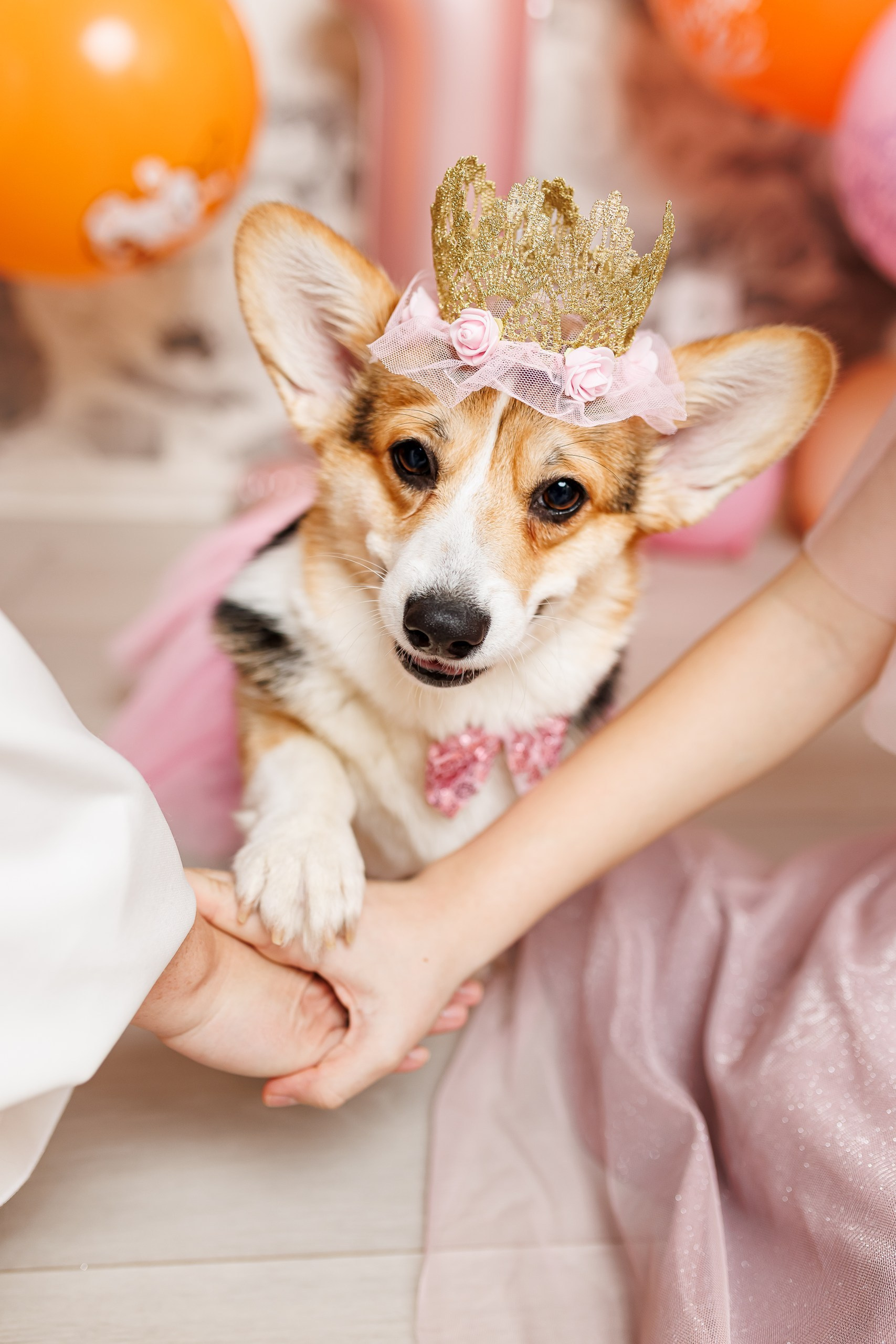День рождения корги 🐕. Семейный и детский фотограф Комина Елена, Власиха, Одинцово