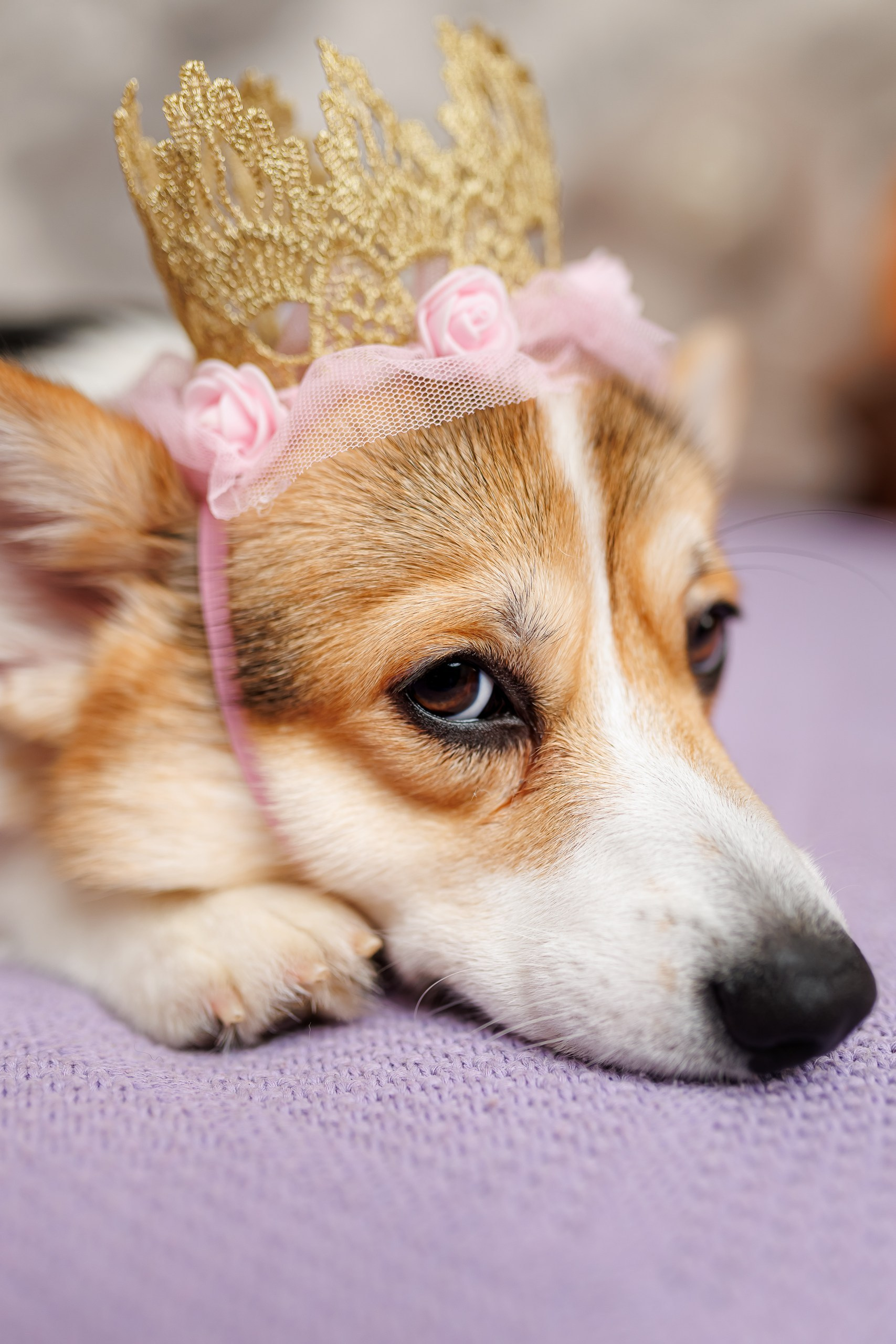 День рождения корги 🐕. Семейный и детский фотограф Комина Елена, Власиха, Одинцово