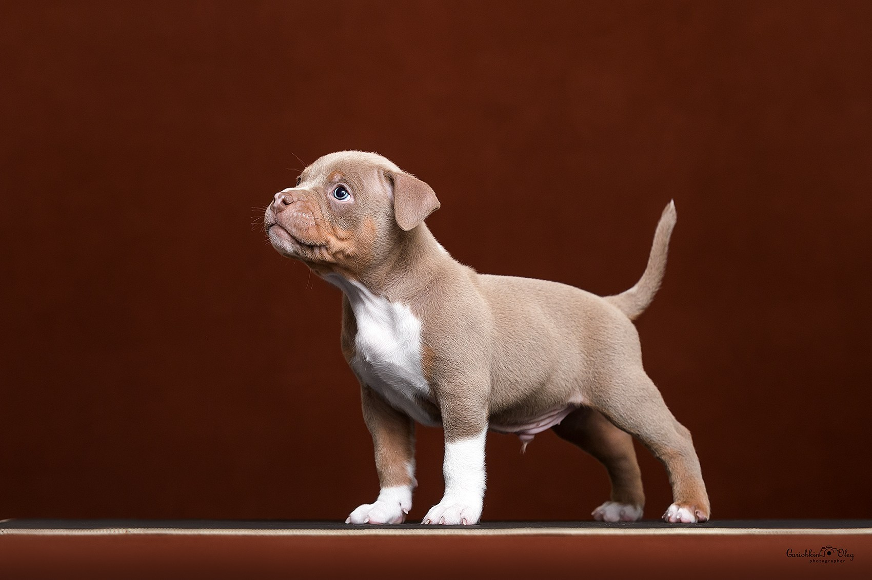 купить амбулли в Нижнем Новгороде