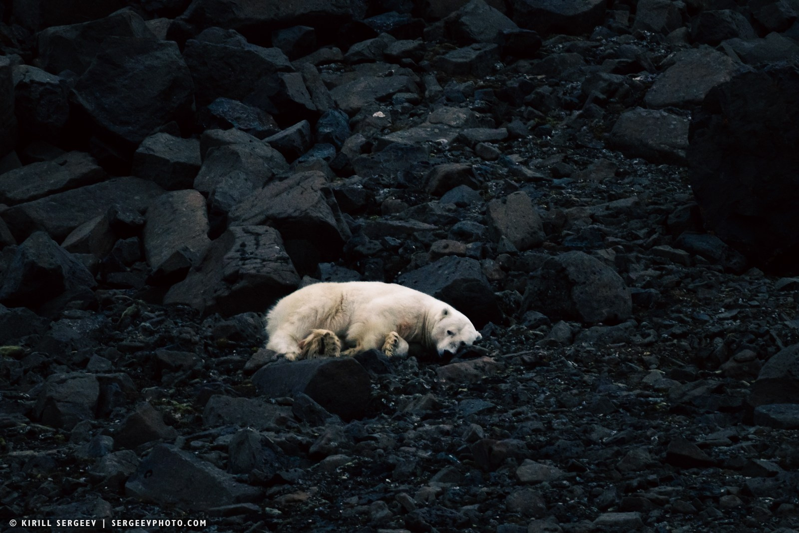 北極奧德賽. 攝影師 基里爾·謝爾蓋耶夫 |莫斯科
