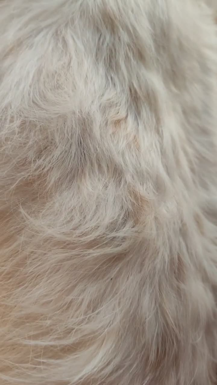 Груммерские ножи для тримминга жесткошерстных джек рассел терьеров купить. КАНЕ МАЭСТРО — питомник Джек рассел терьеров