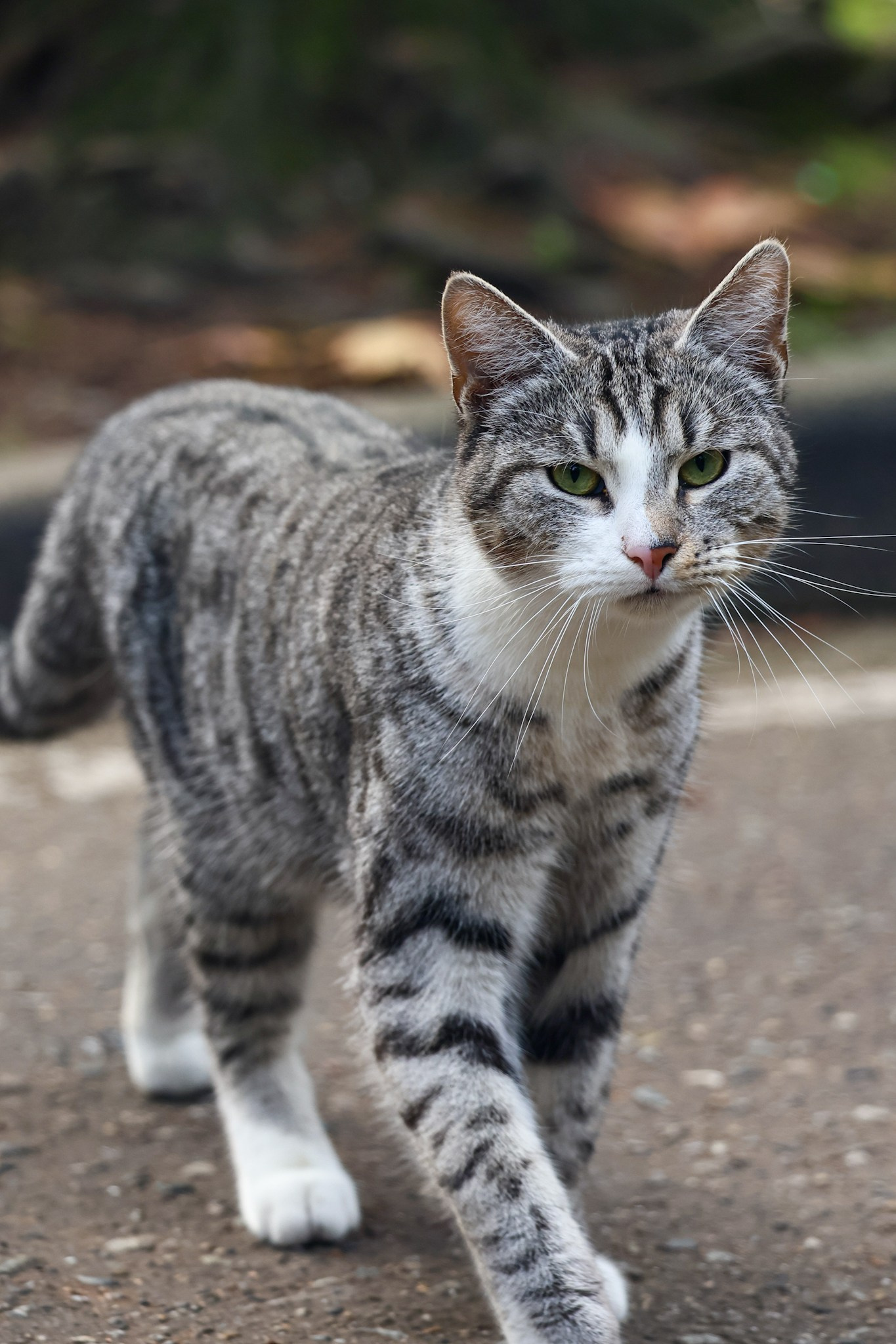 Фотографии животных. Профессиональный фотограф в Сочи Виктория Джой. Обучение