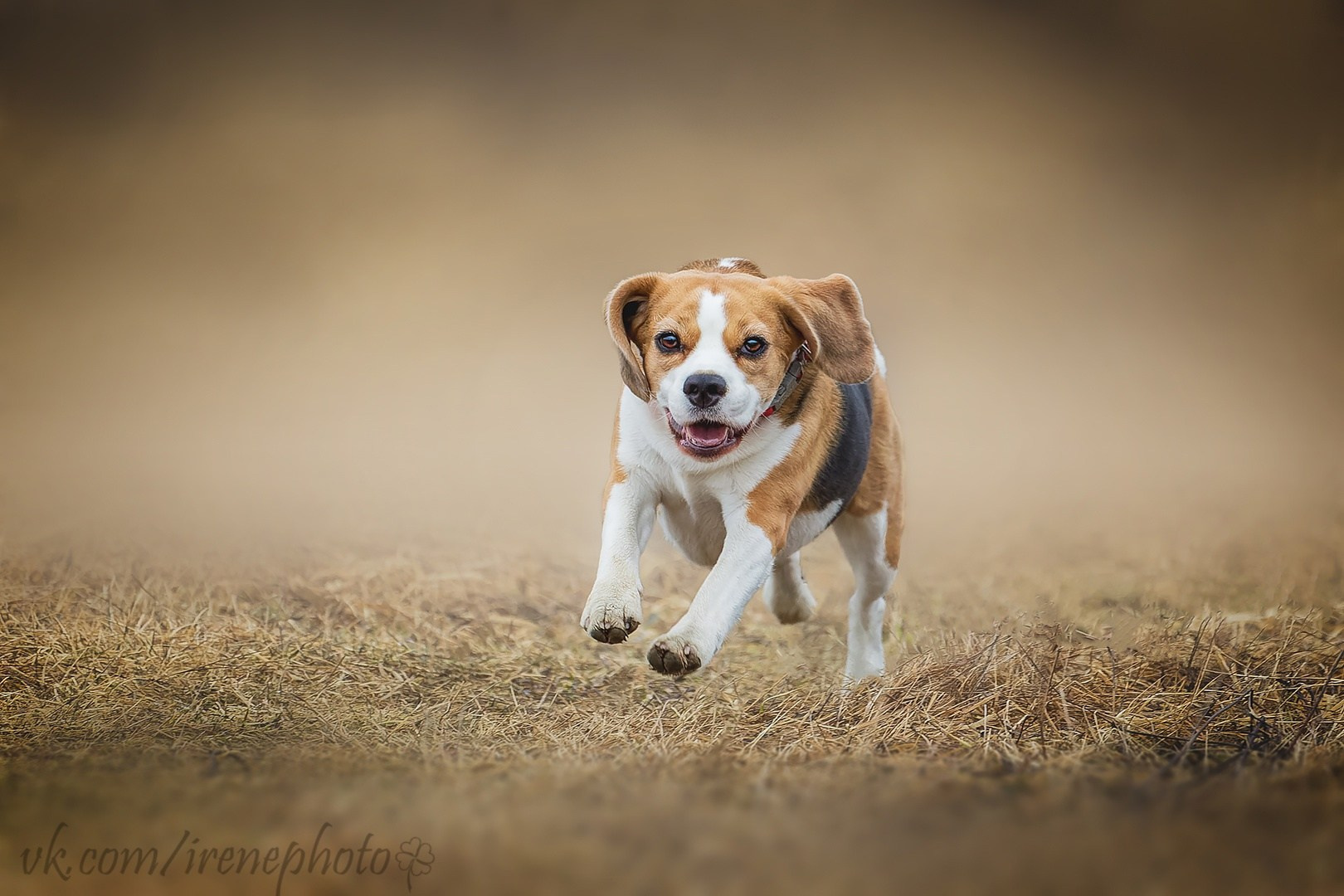 Irenephoto.ru