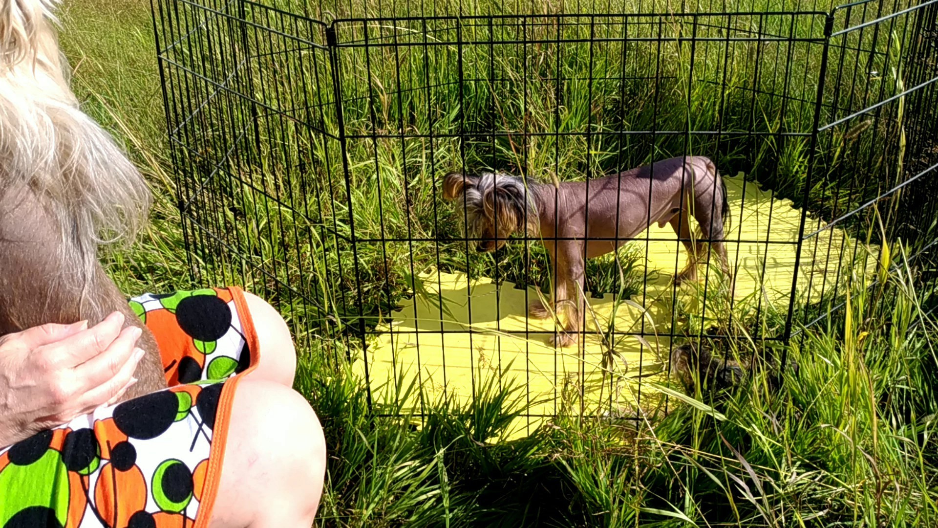 В поле под присмотром сокола. Питомник китайских хохлатых собак Poale Ell: купить щенка в питомнике