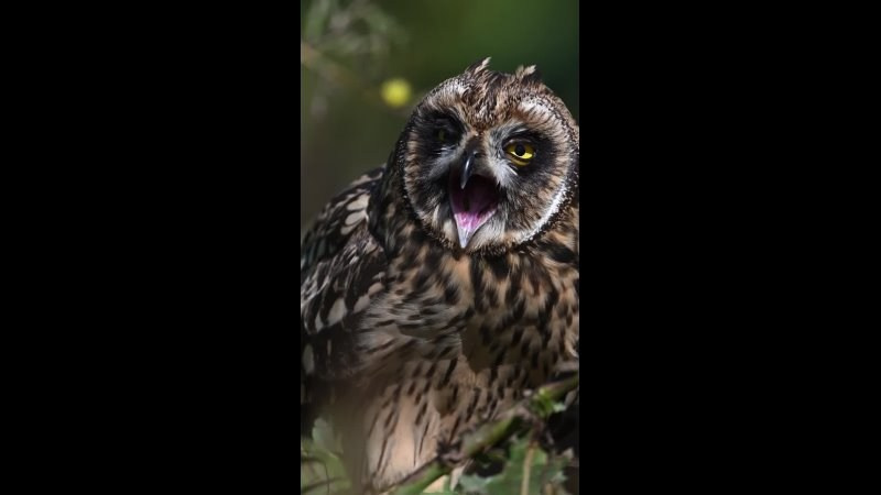 Храбрый совенок | Brave owlet. Фотограф Сергей Пупонин
