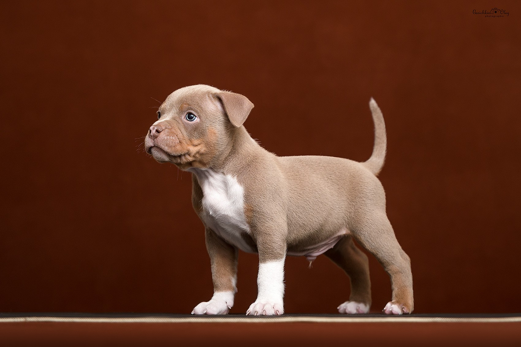 купить щенка в официальном питомнике American Bully  в Нижнем Новгороде