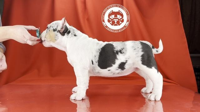 Щеночки от Каспера и Асти. Американский Булли в г. Ростов-на-Дону. Питомник THE POWER OF SIBERIA