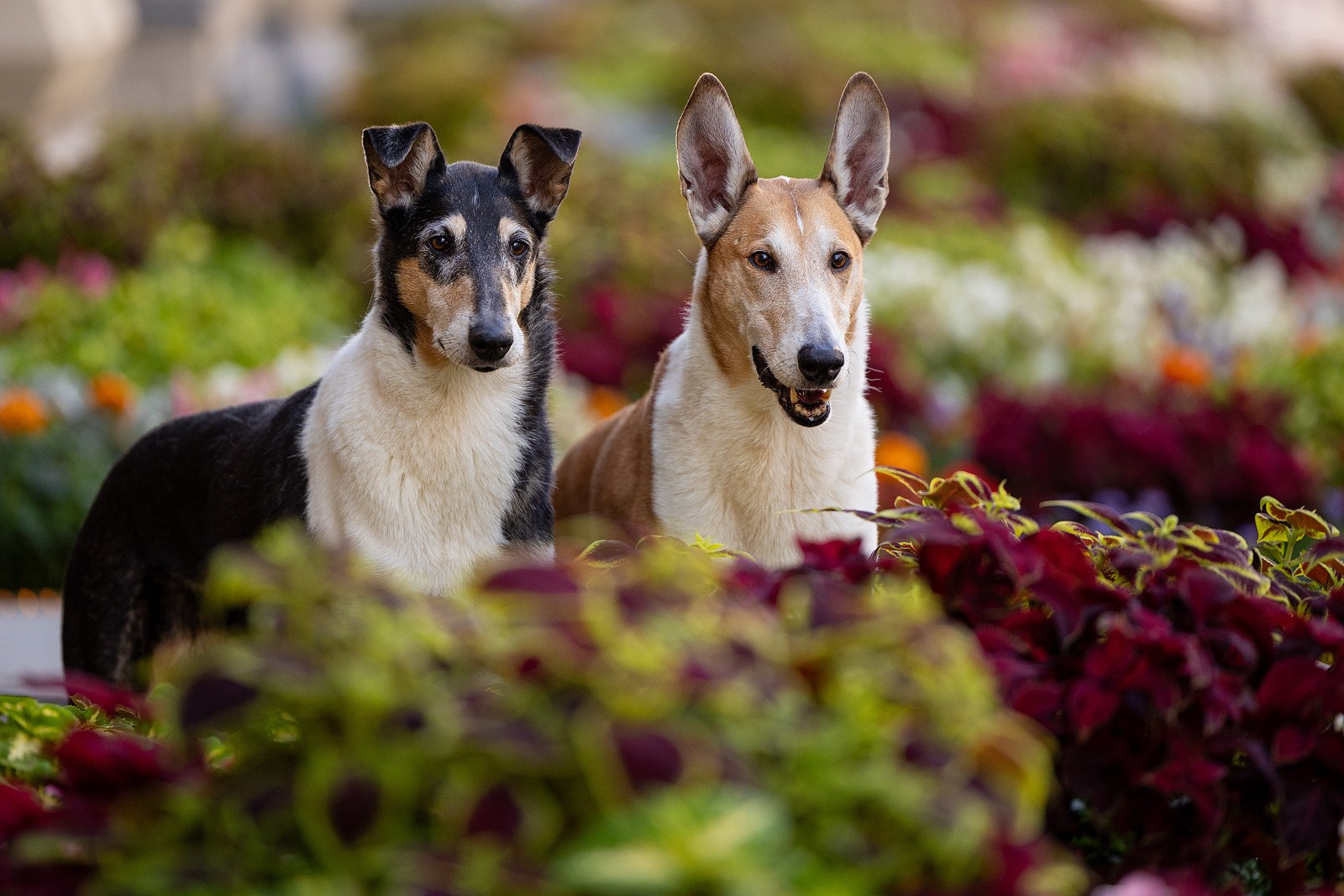 Винтик и Вита в городе. Фотограф-анималист Natalia Deingel | Фотосъемка собак в Москве