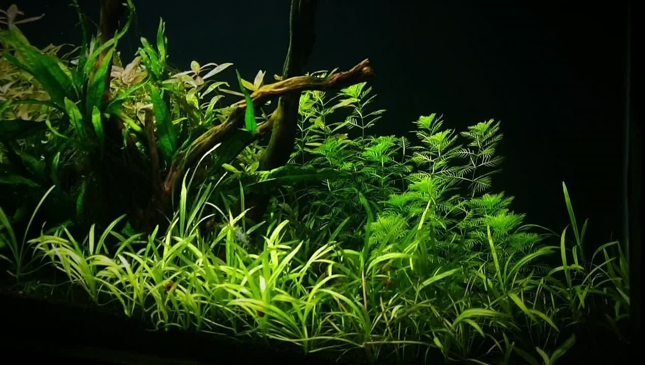 Формы жизни | ADA Галерея Москва. Аквариумист Максим Ерёмин. Aqua Maxim