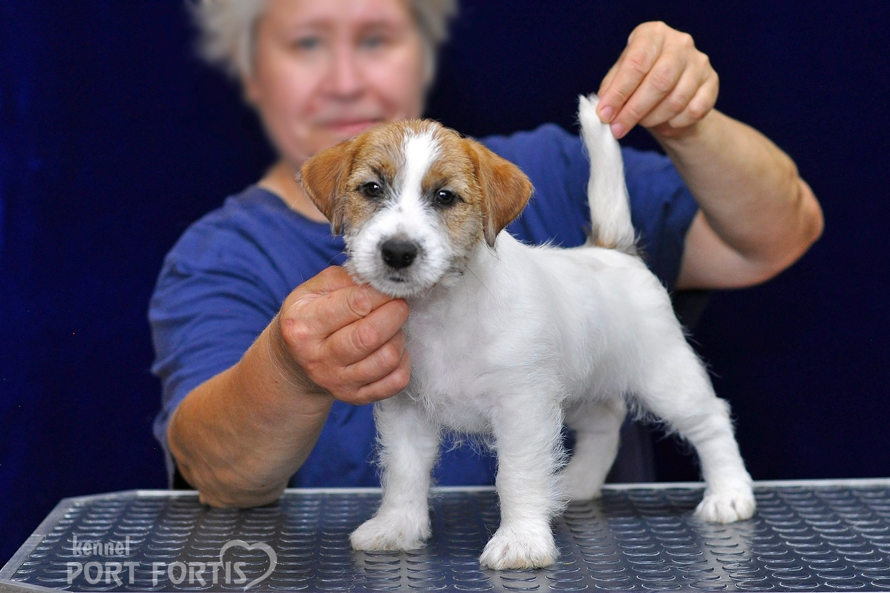 2026 Litter H female 3. Щенки джек рассел терьера, питомник РКФ, питомник джек рассел терьеров, питомник Порт Фортис, kennel PORT FORTIS
