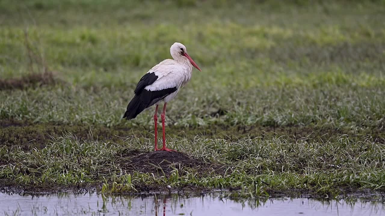 Аист. Фотограф Сергей Пупонин