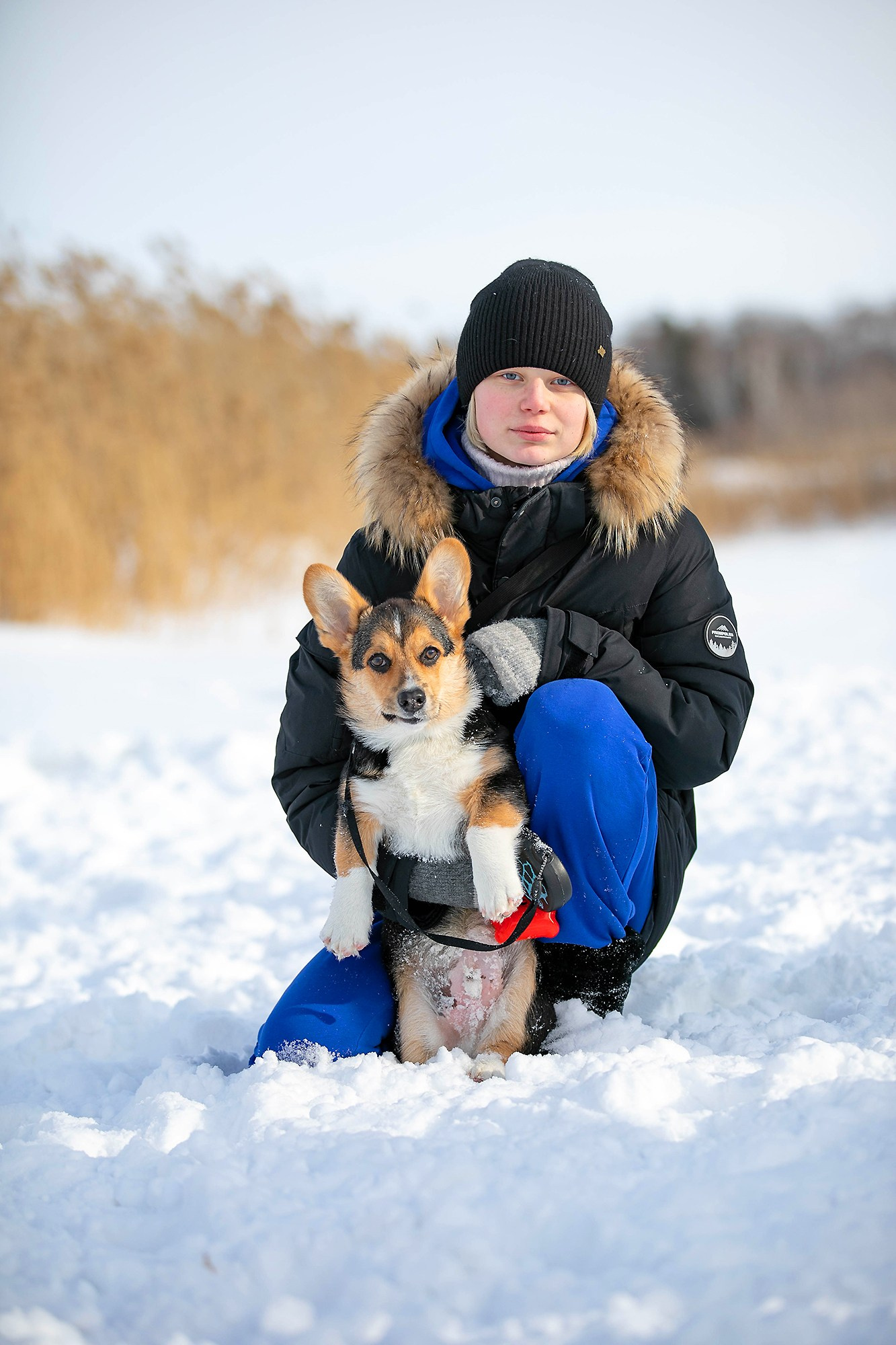 Корги-туса. Фотограф-анималист в Омске Екатерина Маричева