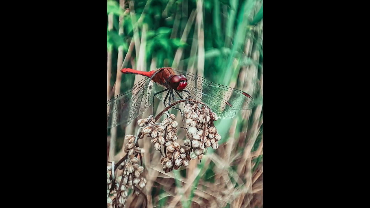 Пресеты. Мобильный фотограф в Бресте Инга Тарасюк