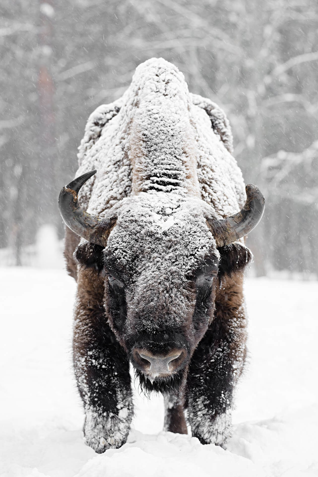 Фотограф животных и портретный фотограф в Москве Игорь Зубков