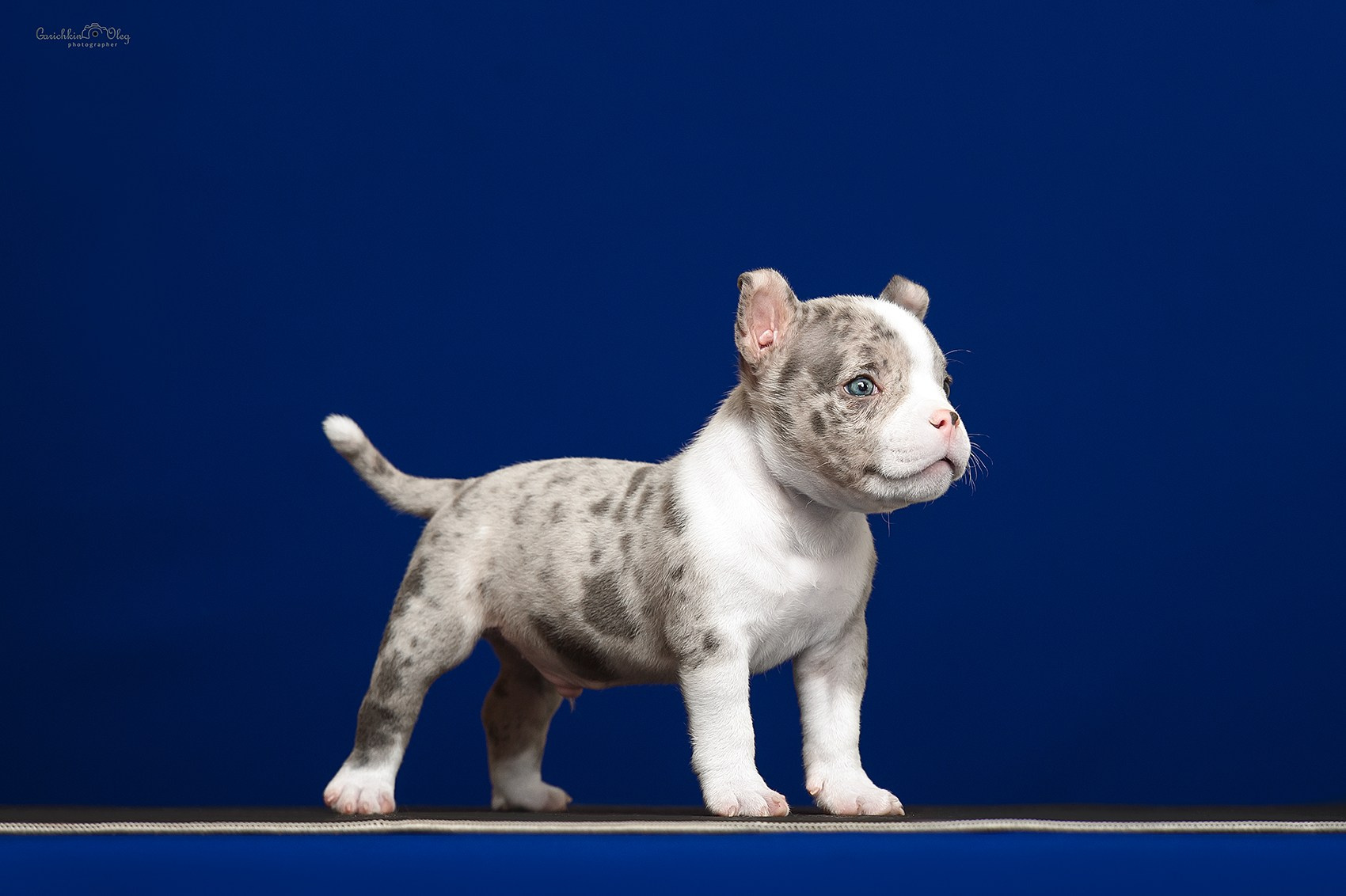 официальный питомник American Bully  в Нижнем новгороде