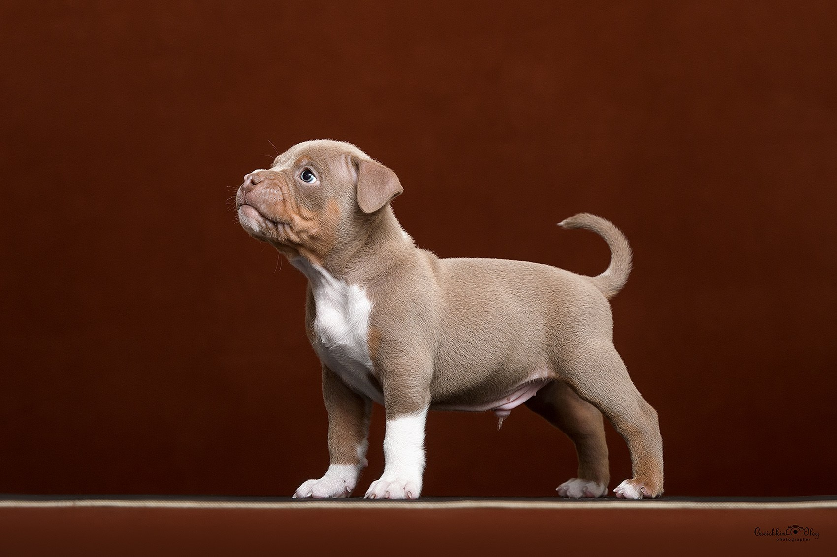 продажа щенков амбулли в Нижнем Новгороде