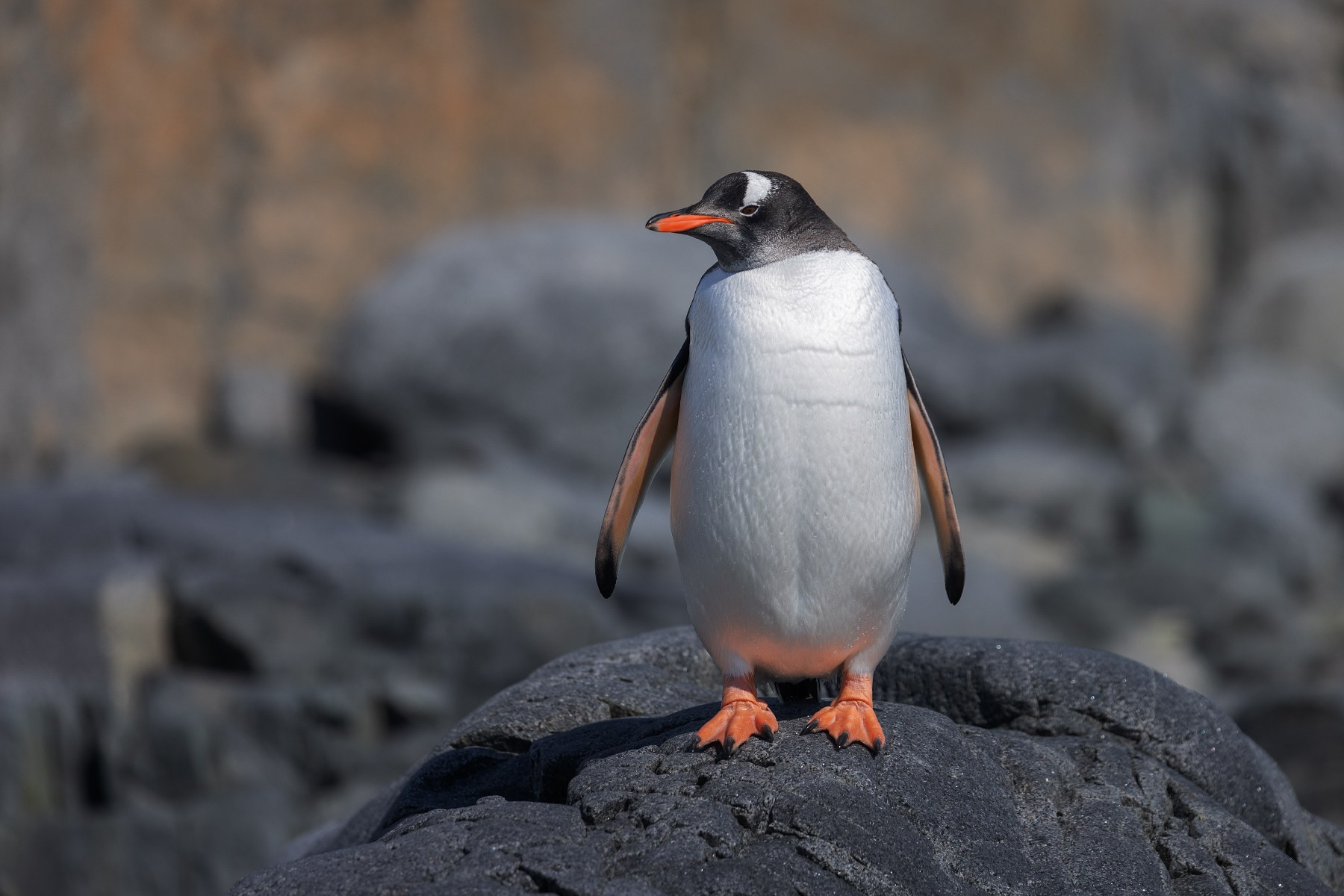 Антарктида, субантарктический пингвин (пингвин Генту)
