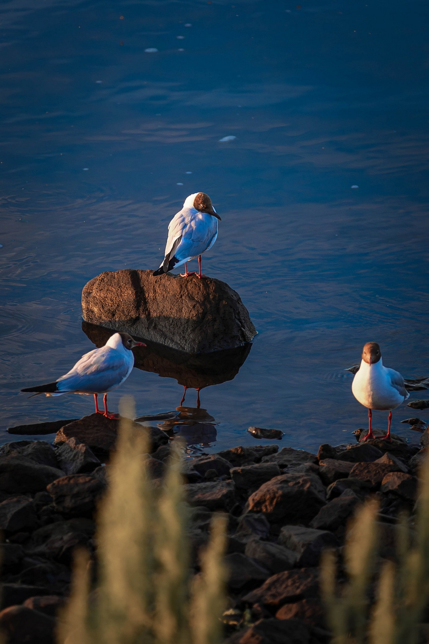 Репортаж. Фото/видео съемки Сергей Пак