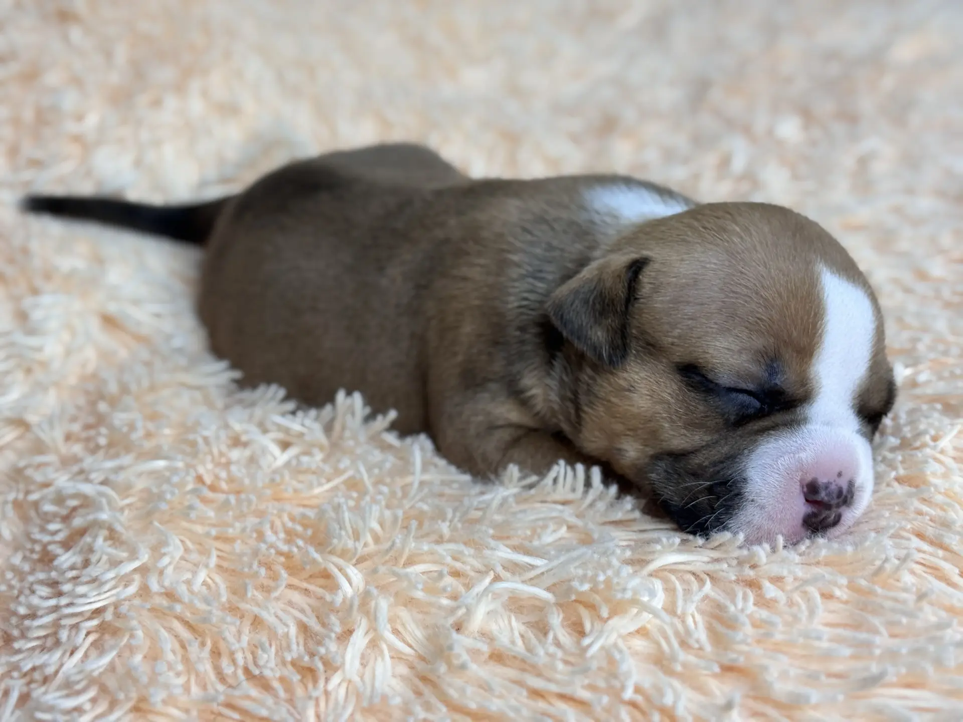 Все свободные щенки. Американский Булли в г. Ростов-на-Дону. Питомник THE POWER OF SIBERIA