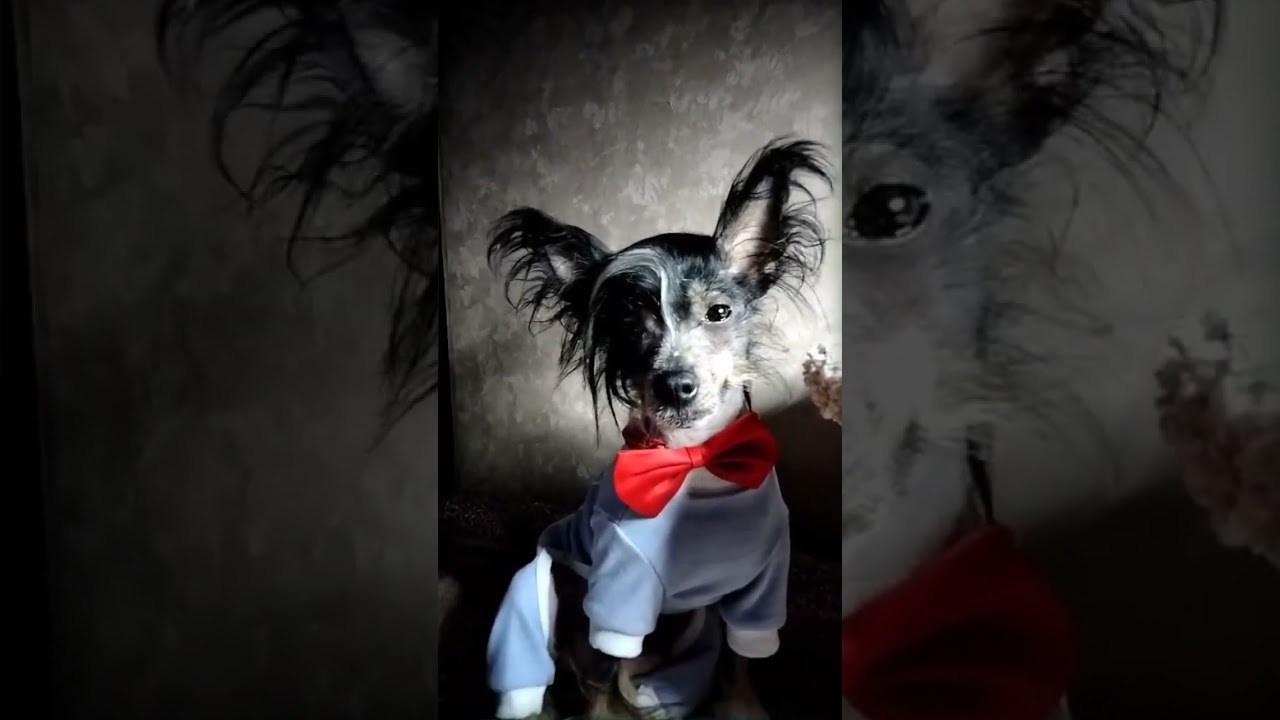 Винсент (Poale Ell Vinsent) — годик!. Питомник китайских хохлатых собак Poale Ell: купить щенка