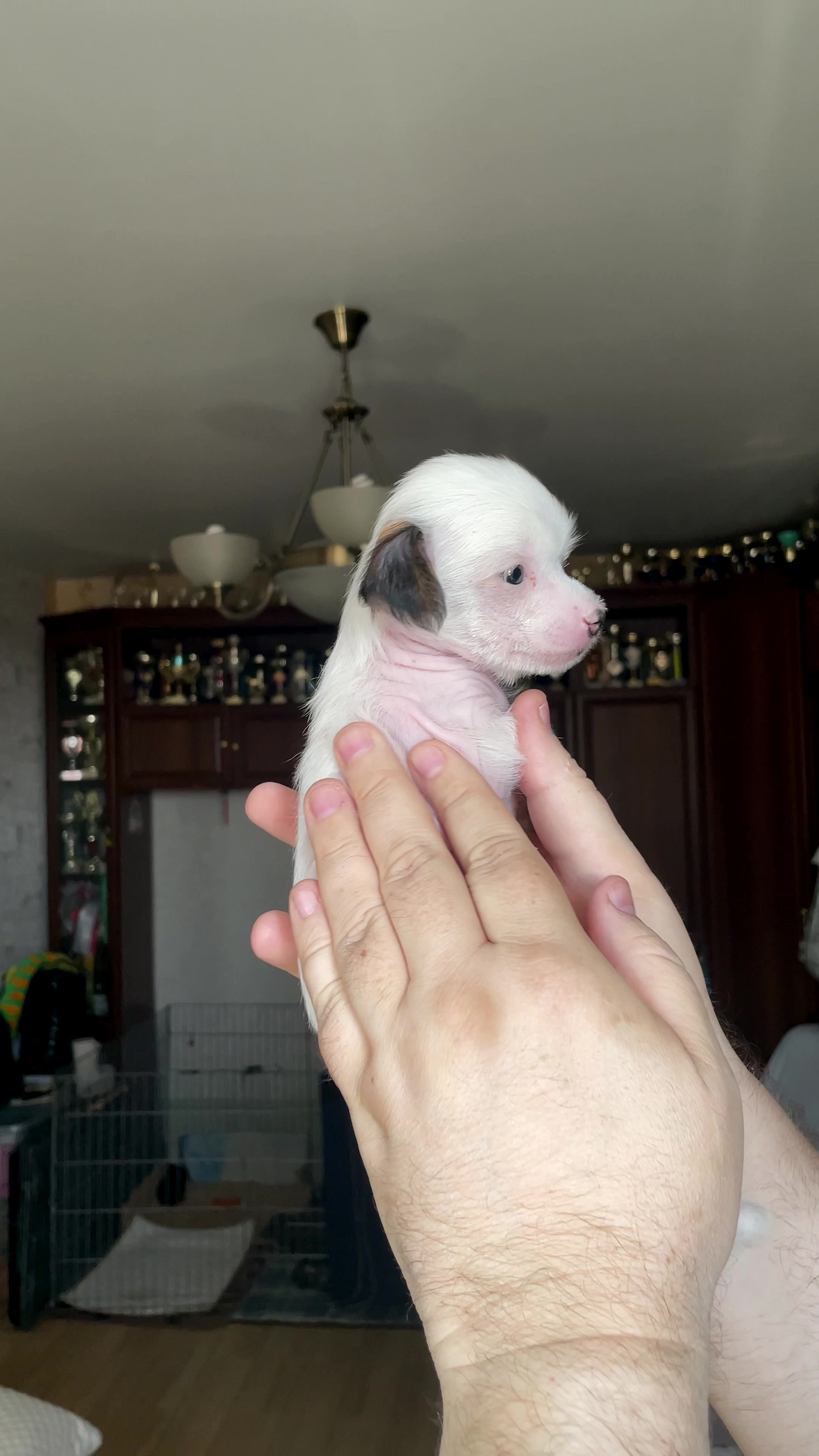 Lux became a dad. Chinese Crested Dog Kennel Poale Ell