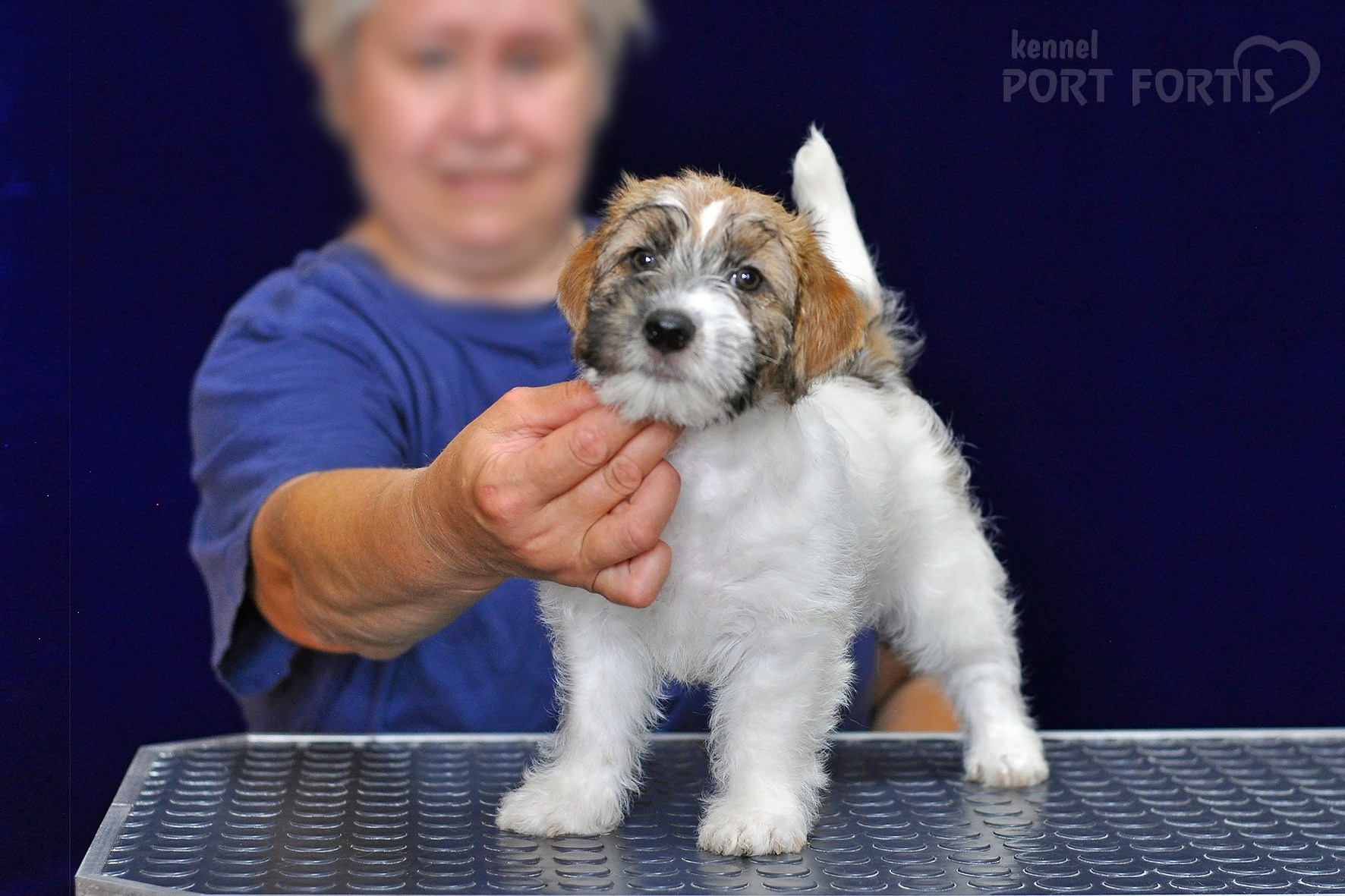 2026 Litter H female 1. Щенки джек рассел терьера, питомник РКФ, питомник джек рассел терьеров, питомник Порт Фортис, kennel PORT FORTIS