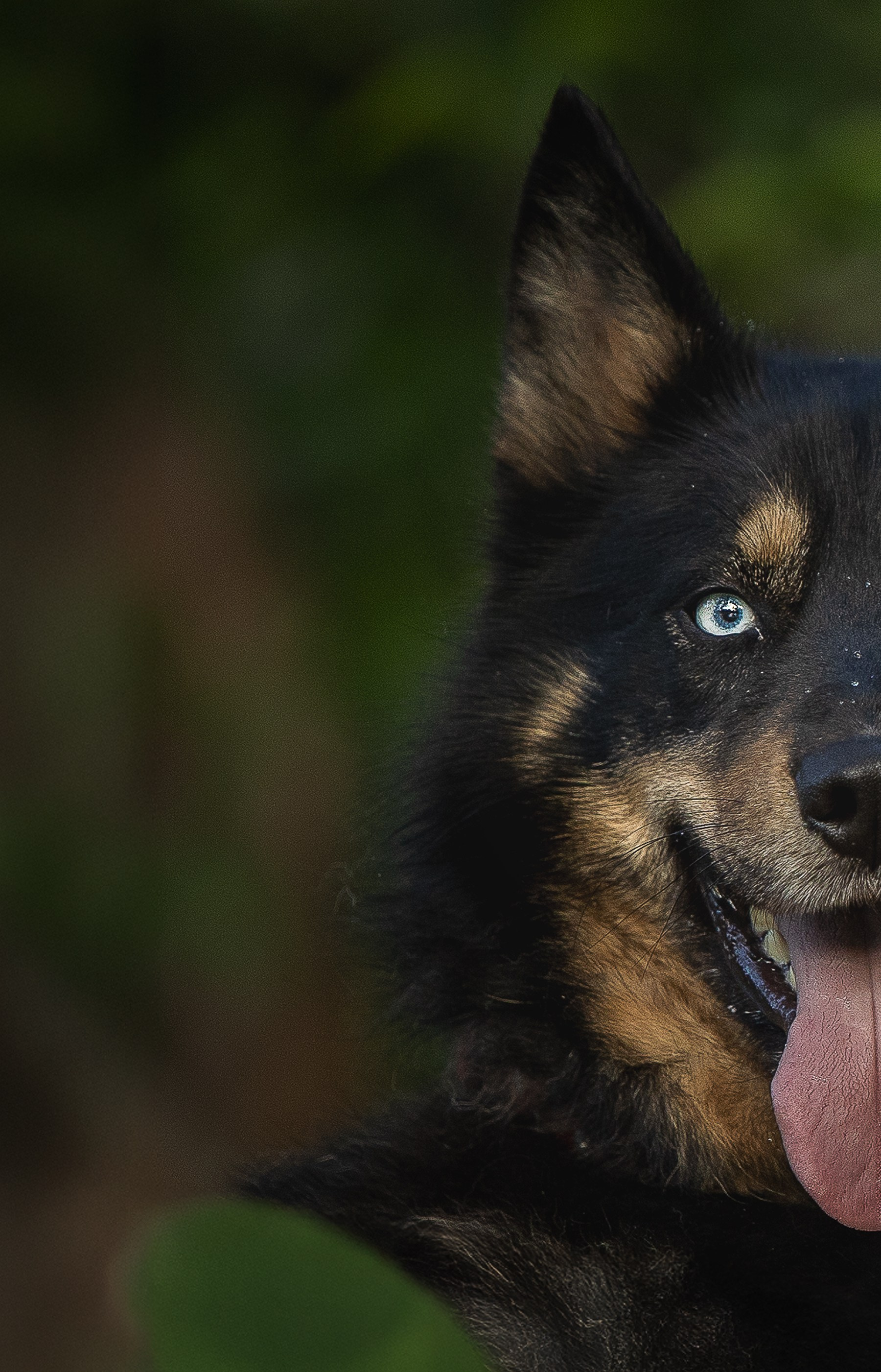 ИЩУТ ДОМ. Фотограф-анималист в Москве и Подмосковье