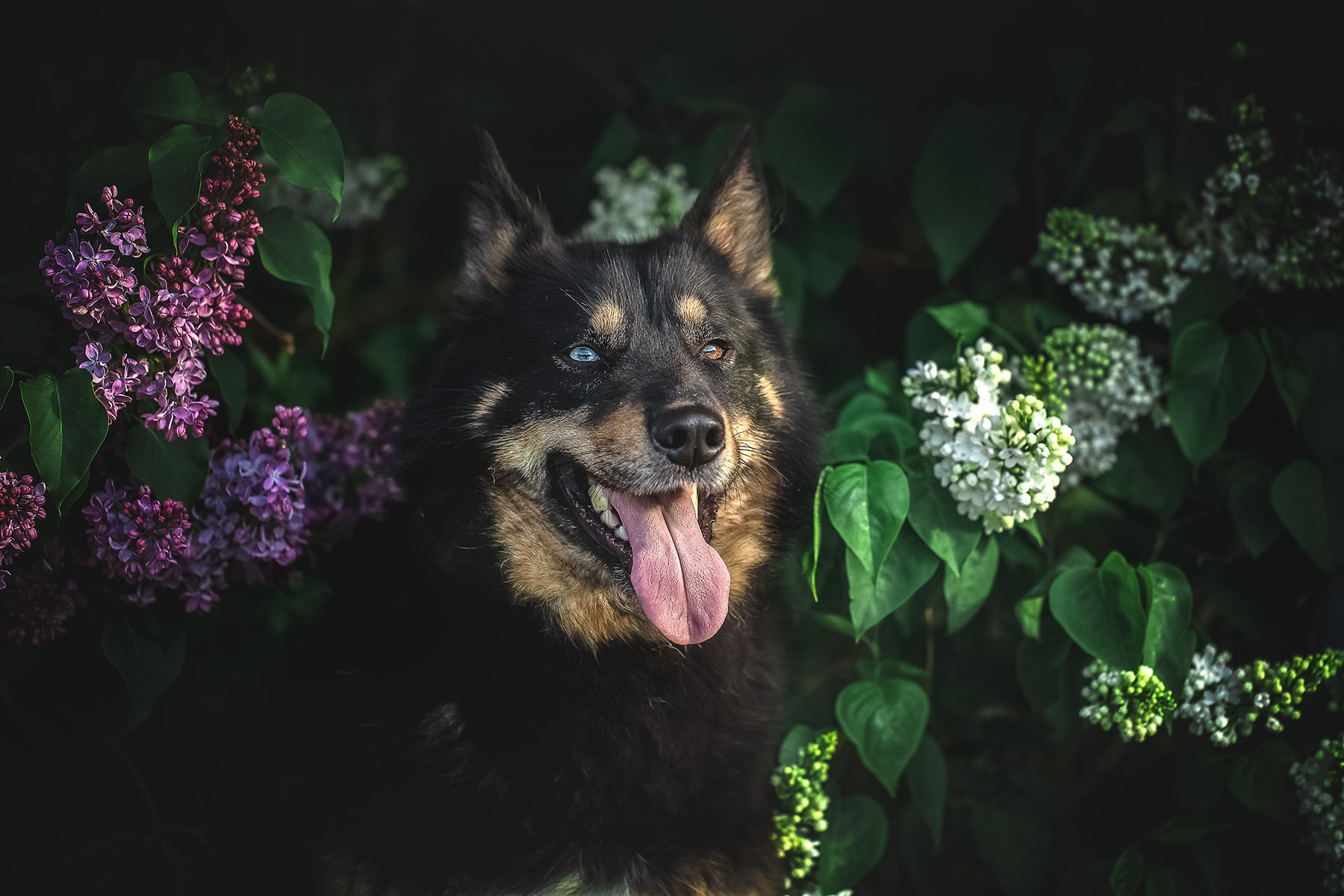 ИЩУТ ДОМ. Фотограф-анималист в Москве и Подмосковье
