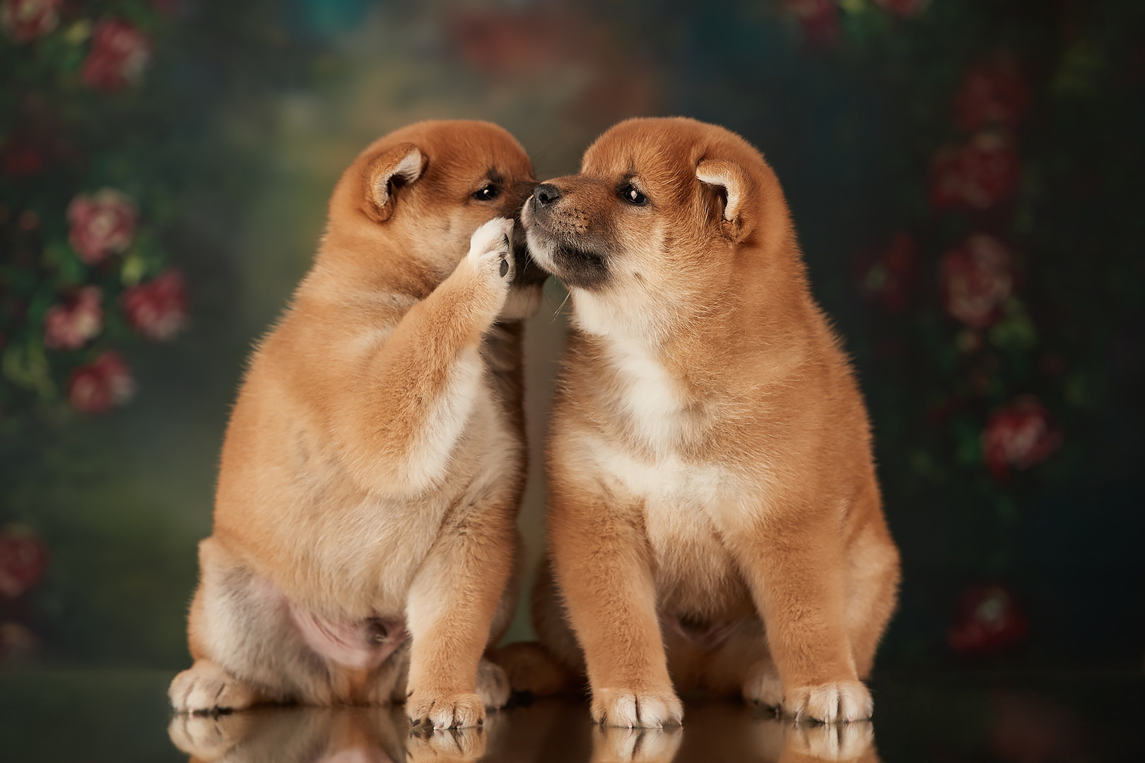 Итоги тематического конкурса 35AWARDS: Домашние животные 2020. ФОТОГРАФ-АНИМАЛИСТ l LANA POLYAKOVA