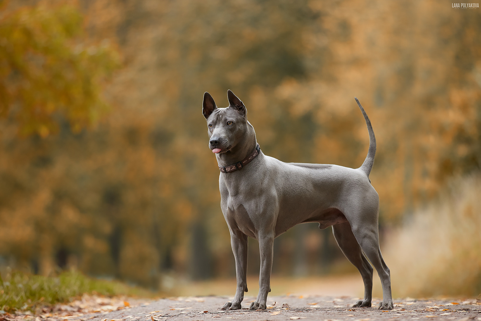 Итоги тематического конкурса 35AWARDS: Домашние животные 2020. ФОТОГРАФ-АНИМАЛИСТ l LANA POLYAKOVA