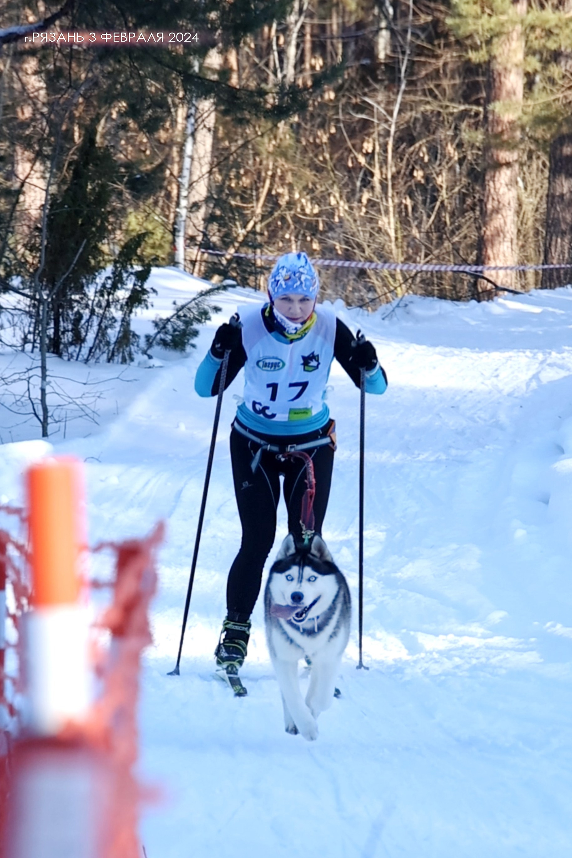 Собаки питомника Bueno Pardo. Питомник собак Акита, Хаски, Корги