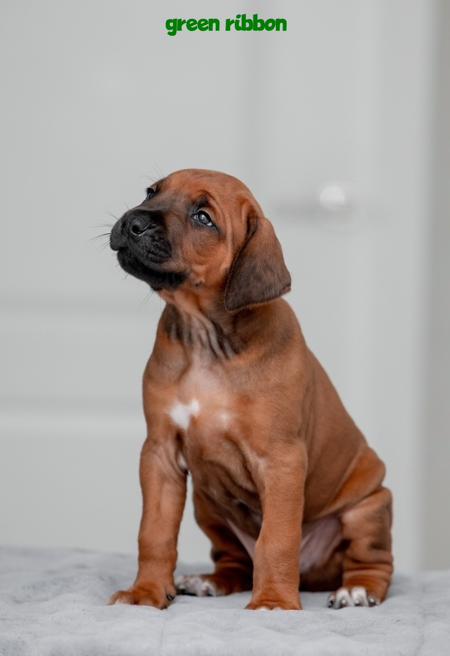 Помет Hakuna Matata. Родезийские Риджбеки в Санкт-Петербурге