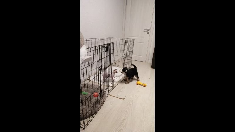 Lux became a dad. Chinese Crested Dog Kennel Poale Ell