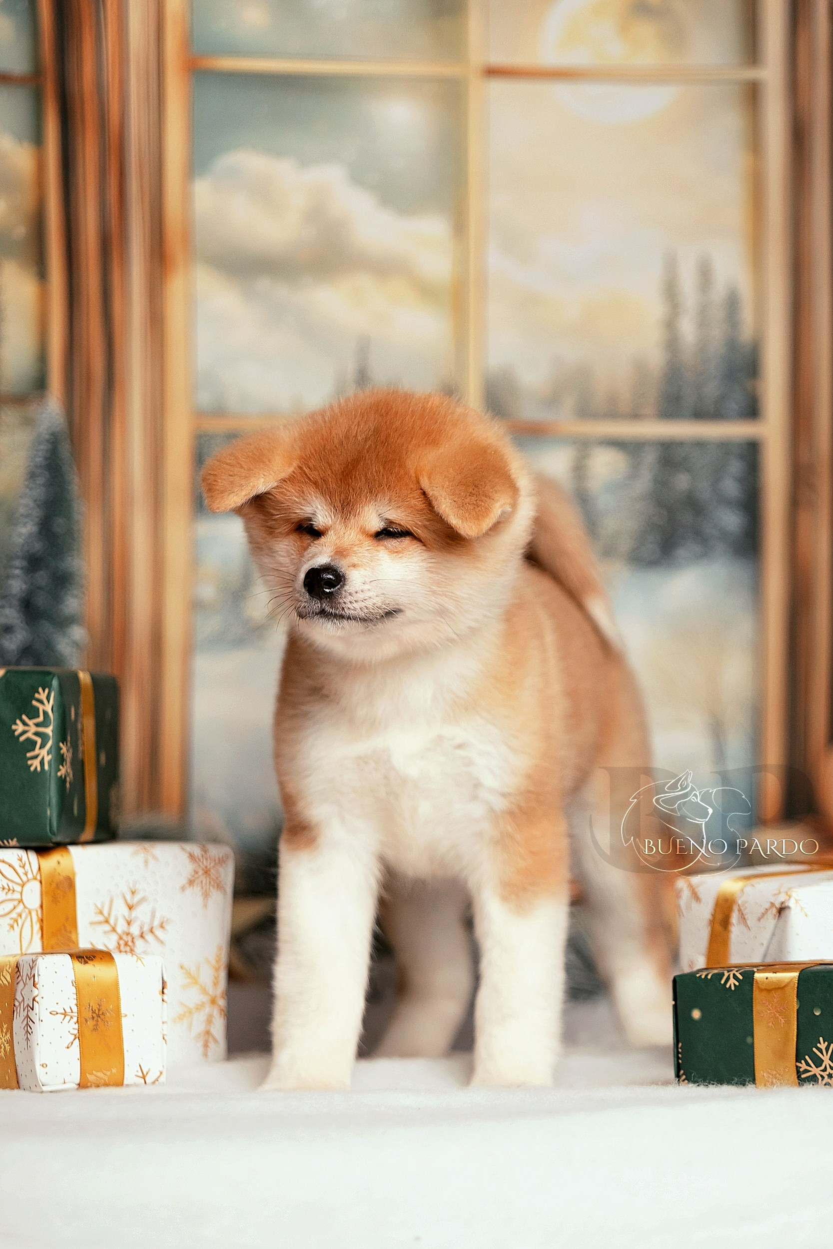 Щенки японской акита ину из питомника. Питомник собак Акита, Хаски, Корги