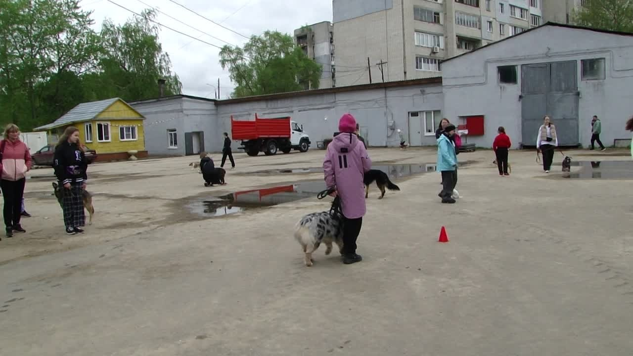 Кинологические старты. НРОО КЦ "Собаковод"