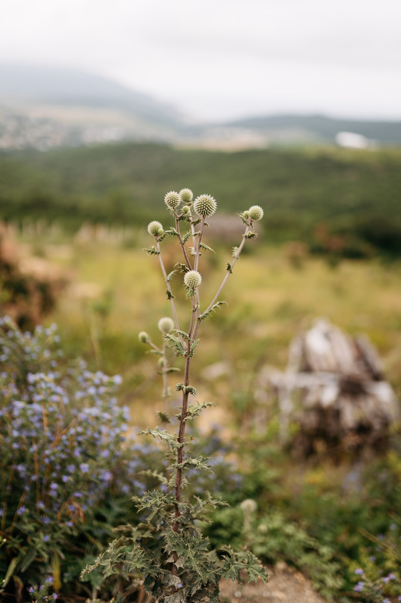 Семейная съемка. Детский семейный фотограф в Москве Евгения