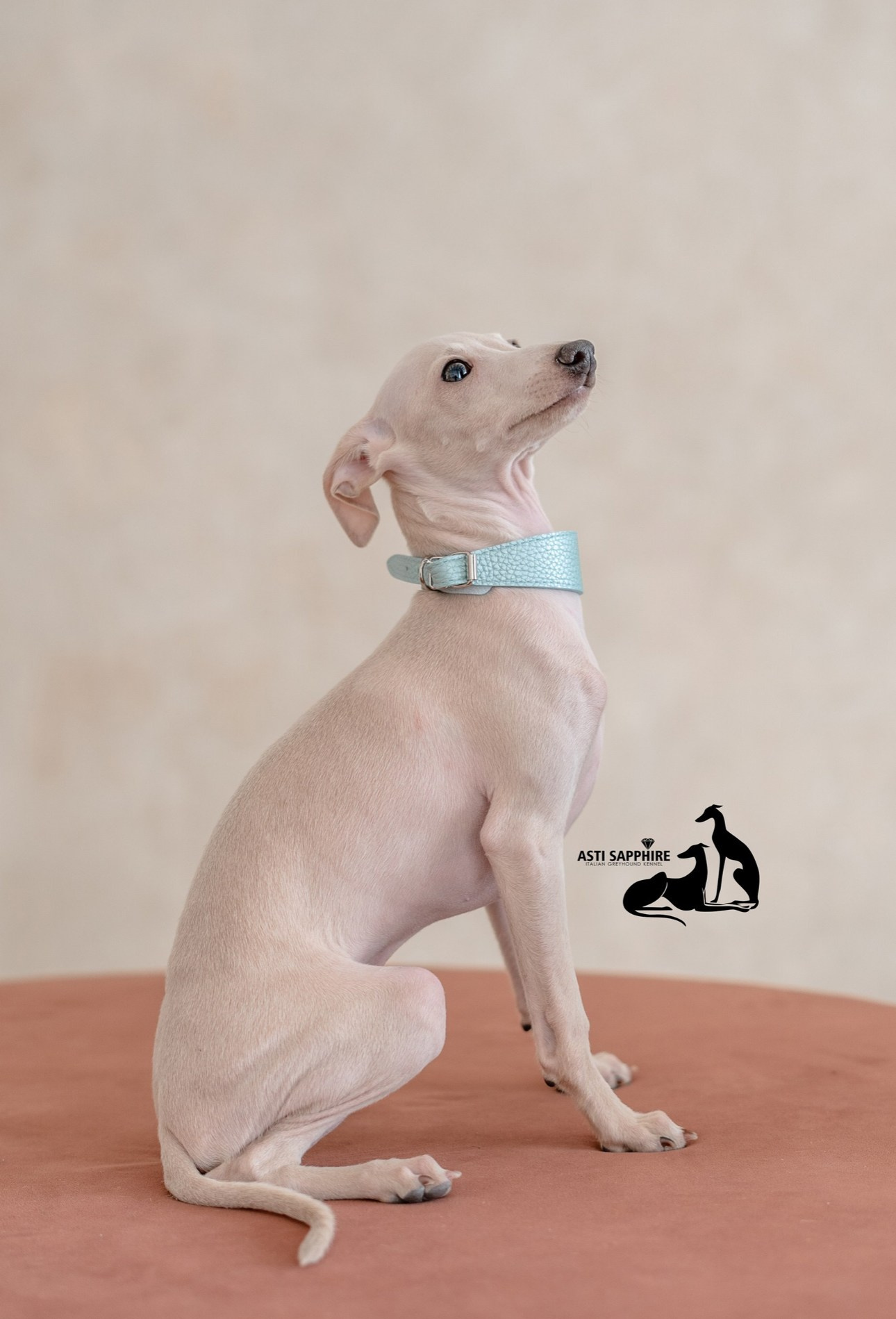 Casper boss. Профессиональный питомник левреток РКФ/FCI ASTI SAPPHIRE 💎 Сочи|Санкт-Петербург